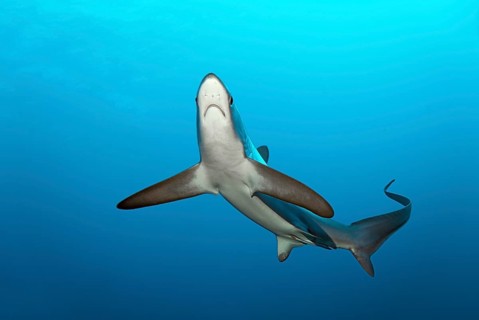 Common Thresher Shark (Alopias vulpinus)