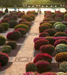 Gardens with colourful bougainvillea bushes