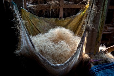 Coconut fibres for further processing into ropes