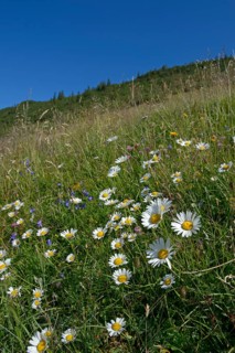 Flower meadow near Geigelstein
