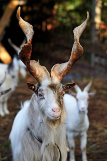 Girgentana goat