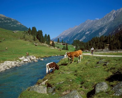 Cows on an alpine pasture
