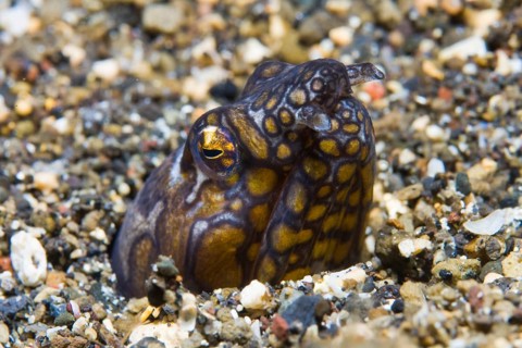Napoleon snake eel (Ophichthus bonaparti)