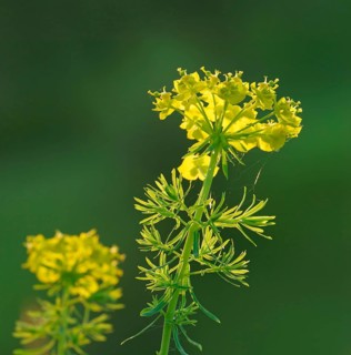 Cypress Spurge (Euphorbia cyparissias)