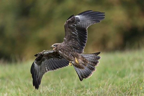 Black Kite (Milvus migrans)