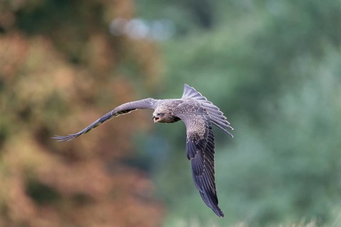 Black Kite (Milvus migrans)
