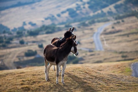 Donkeys (Equus asinus asinus) on a mountain pasture in the valley Val Federia