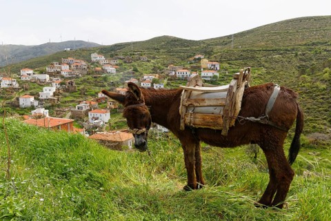Donkey in the village of Hasseki