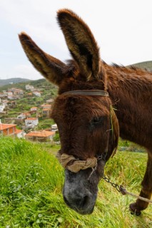 Donkey