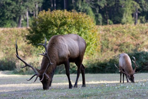 Roosevelt elk or Olympic elk (Cervus canadensis roosevelti)