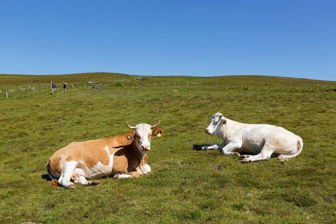 Cows on Almgrund
