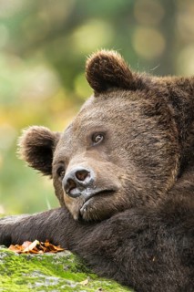 Brown Bear (Ursus arctos)