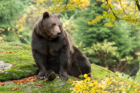 Brown Bear (Ursus arctos)