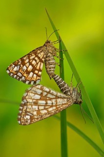 Latticed Heath (Chiasmia clathrata