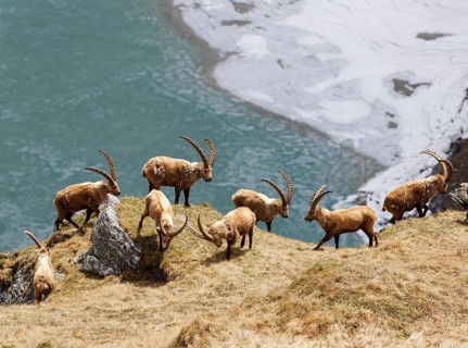 Alpine Ibex (Capra ibex)