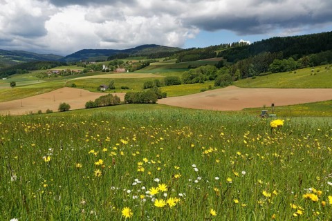 Cultivated landscape with a flower meadow