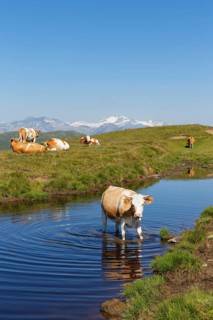 Cows on the Millstaetter Alpe alpine pasture