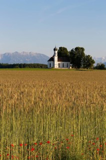 Field of grain and poppies in front of the Church of St. Andra and the Alps