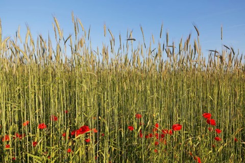 Corn field and Poppies (Papaver rhoeas)