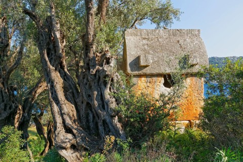 Sarcophagus beside an old olive tree