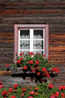 Window with geraniums on an old wooden house