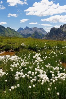 Pond with cotton grass