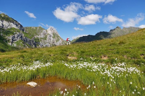 Pond with cotton grass