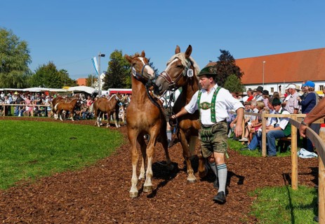 Heavy horse foal market