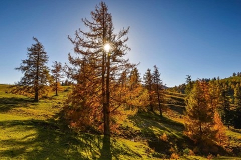 Larch (Larix) in autumn with sunrays