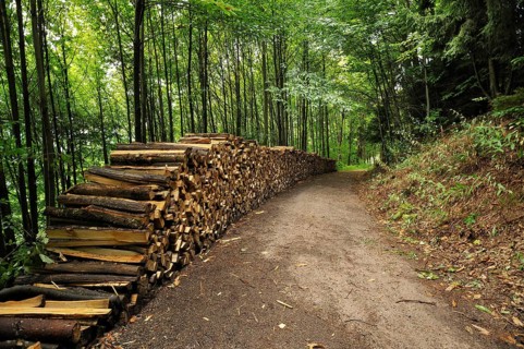 Stacked split wood in a forest
