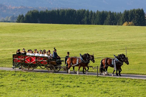 Team of horses