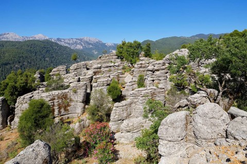 Sedimentary rocks
