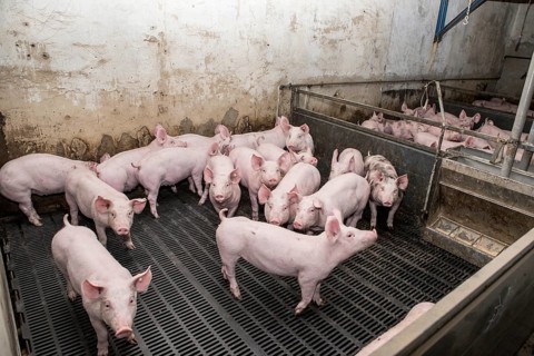 Piglets in a feedlot