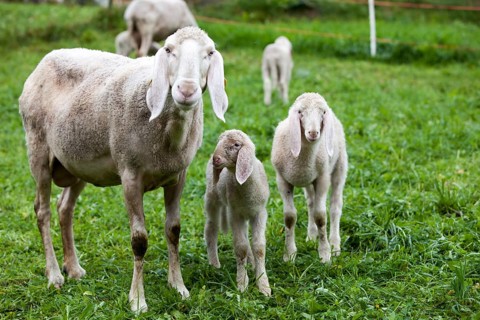 Sheep with lambs