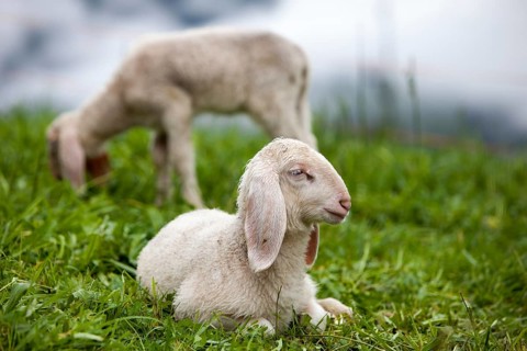 Lambs