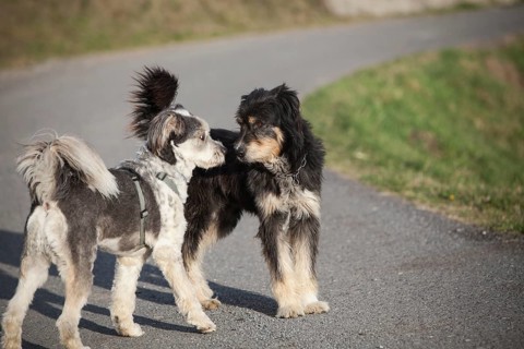 Two dogs sniffing each other
