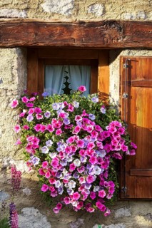 Petunias (Petunia) on the window a stone house