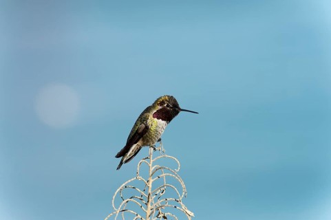 Anna's Hummingbird (Calypte anna)