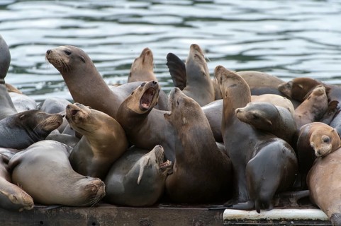 California Sea Lions (Zalophus californianus)