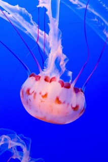 Purple-striped jelly or jellyfish (Chrysaora colorata)