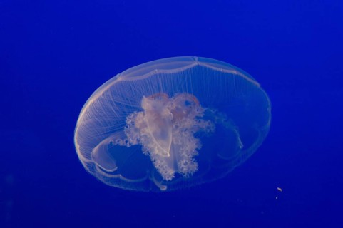 Moon jellyfish or Moon Jelly (Aurelia labiata)