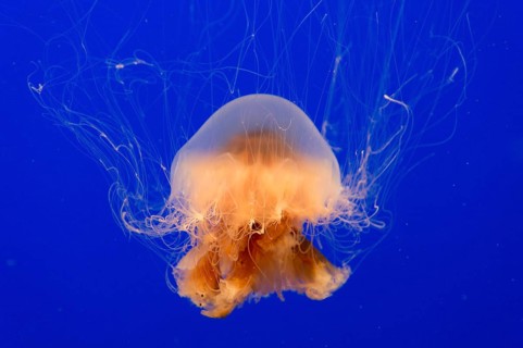 Lion's mane jellyfish (Cyanea capillata)