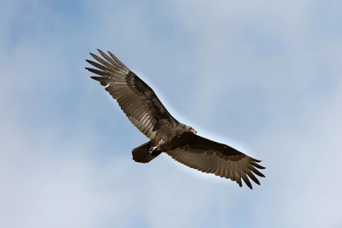 Turkey Vulture (Cathartes aura) in flight