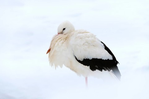 White Stork (Ciconia ciconia) standing in the snow