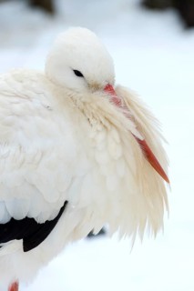 White Stork (Ciconia ciconia) standing in the snow