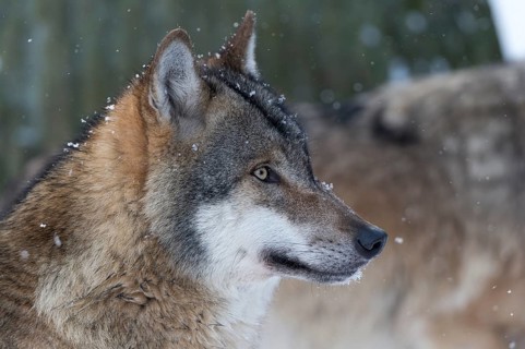 Wolf (Canis lupus)