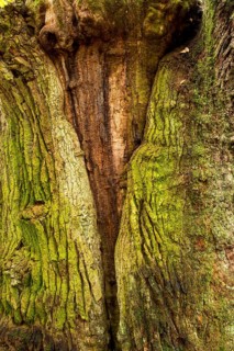 Bark detail