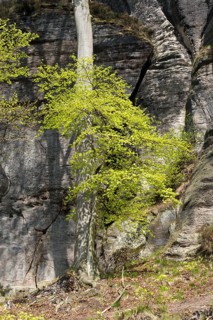 Beech tree in spring at the Bastei rock formation