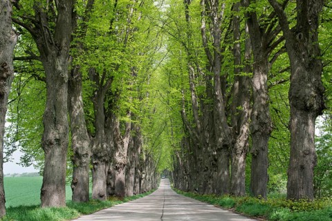 Avenue lined with lime trees
