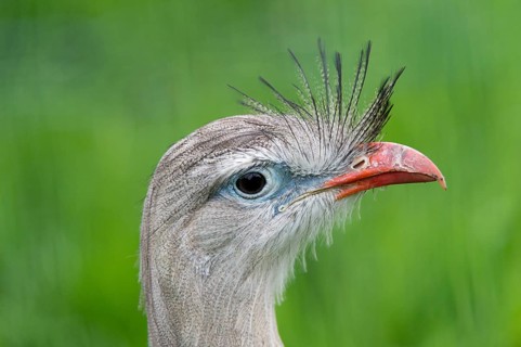 Red-legged Seriema (Cariama cristata)